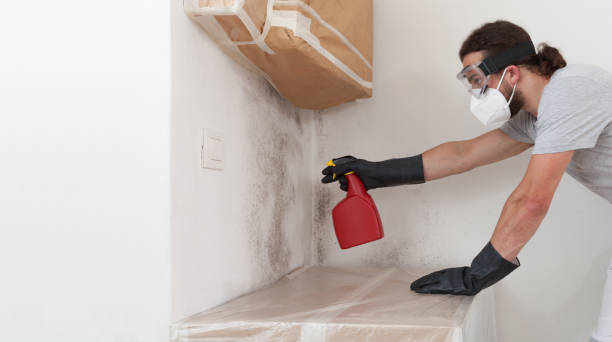 Professional Basement Mold Removal technician working in Elizabeth, NJ
