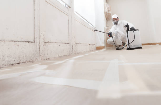 24/7 Emergency Basement Mold Removal experts in Elizabeth, NJ