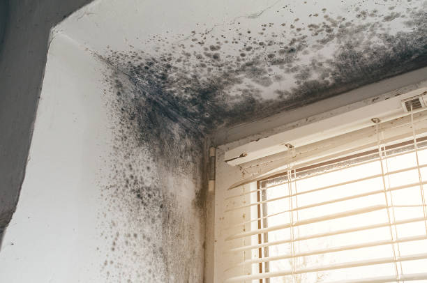 Affordable Basement Mold Removal solutions in Elizabeth, NJ